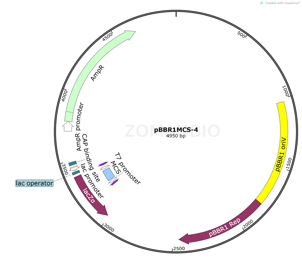 ZK112 pBBR1MCS-4.png