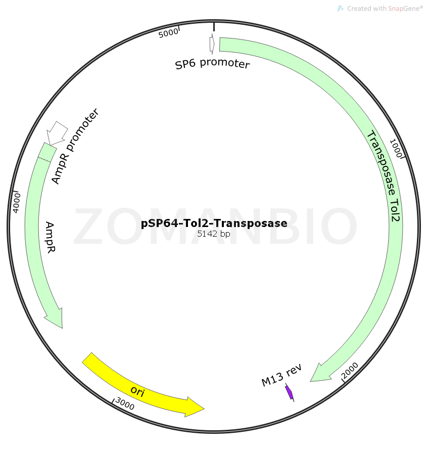 ZK568pSP64-Tol2-Transposase.png