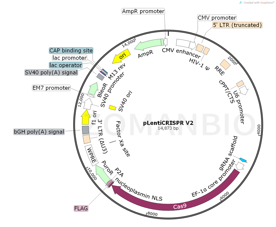 ZK611pLentiCRISPR V2.png
