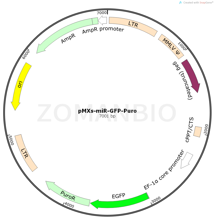 ZK741pMXs-miR-GFP-Puro.png