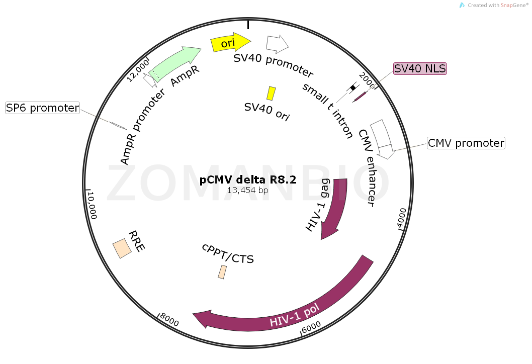 ZK847pCMV delta R8.2.png