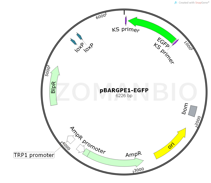 ZK1067pBARGPE1-EGFP.png