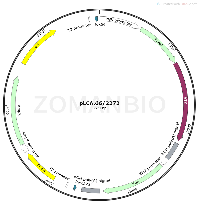 ZK1548 pLCA.662272.png