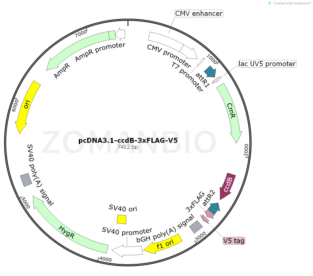 ZK2073 pcDNA3.1-ccdB-3xFLAG-V5.png