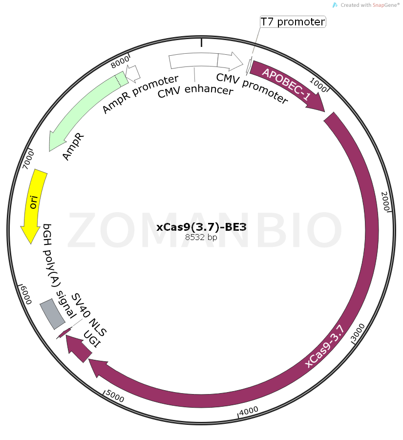 ZK2078 xCas9(3.7)-BE3.png