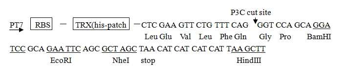 ZK1567 pET-Trx-1.png