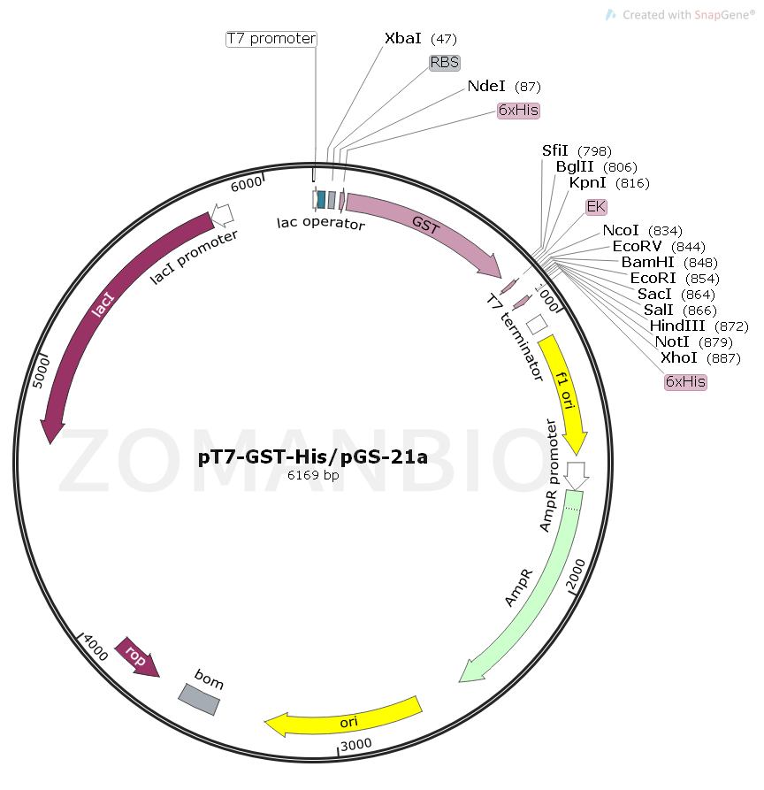 ZK1570 pT7-GST-His.png