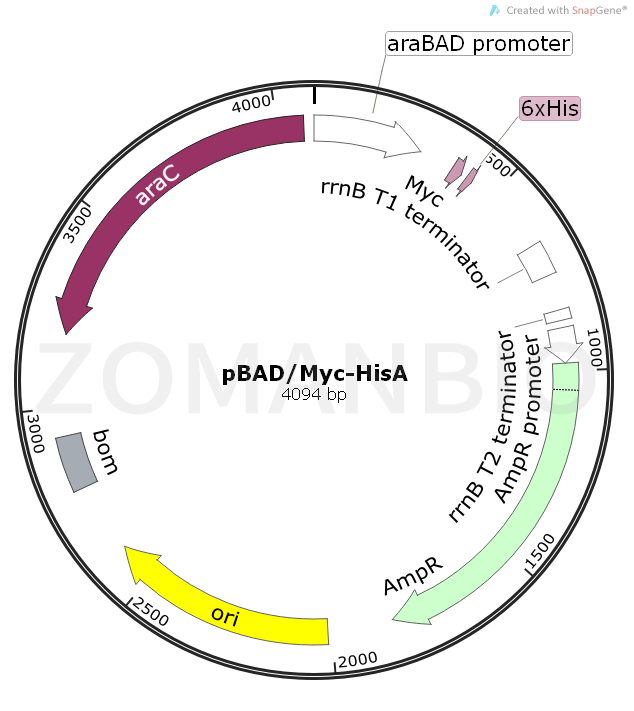 ZK1598 pBADMyc-HisA.png