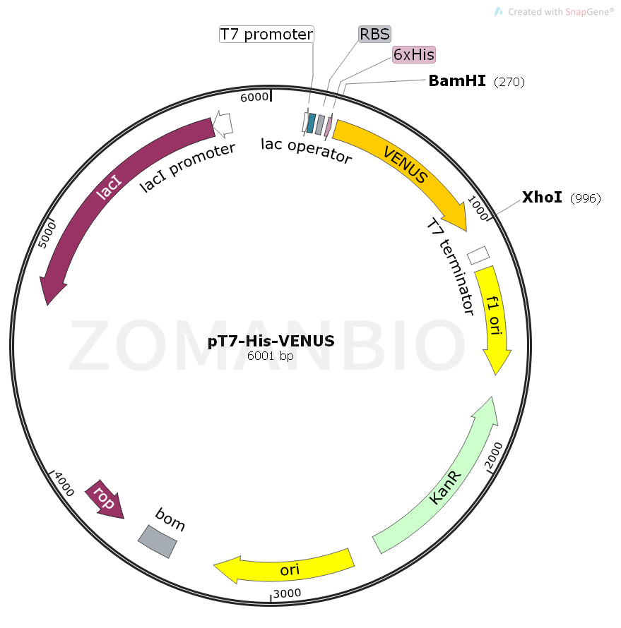 ZK1635 pT7-His-Venus.png