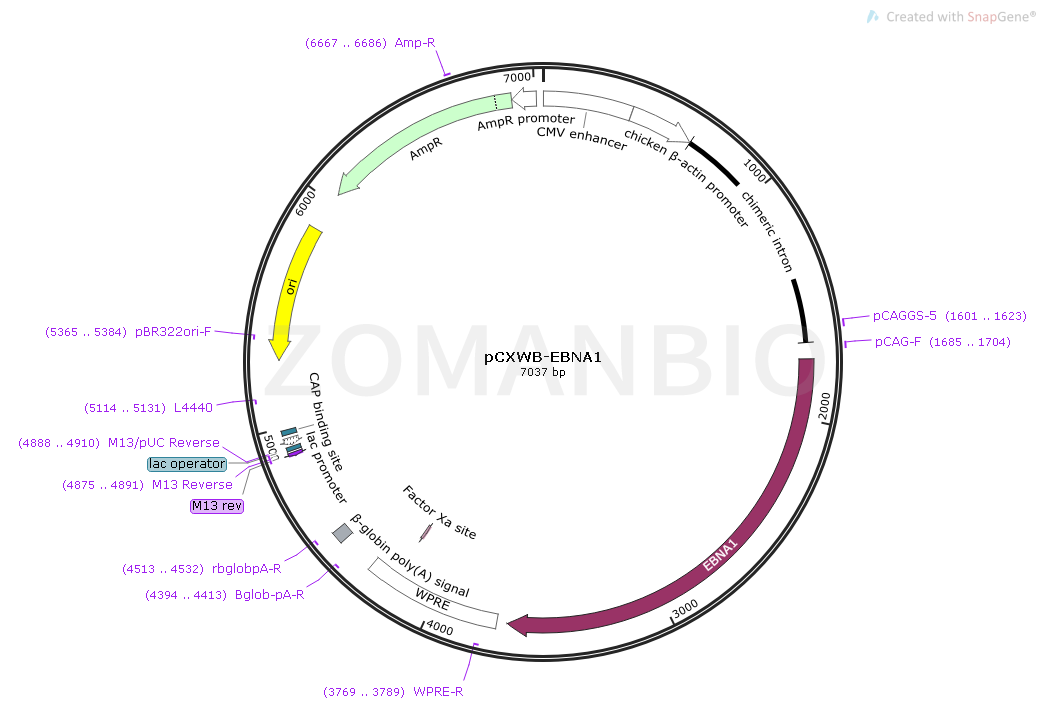 ZK1294 pCXWB-EBNA1.png