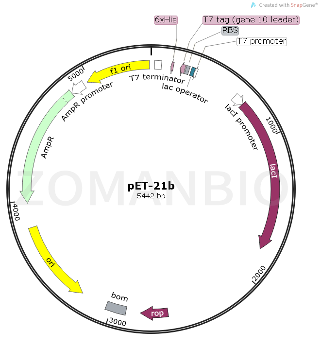 ZK1696 pET-21b.png