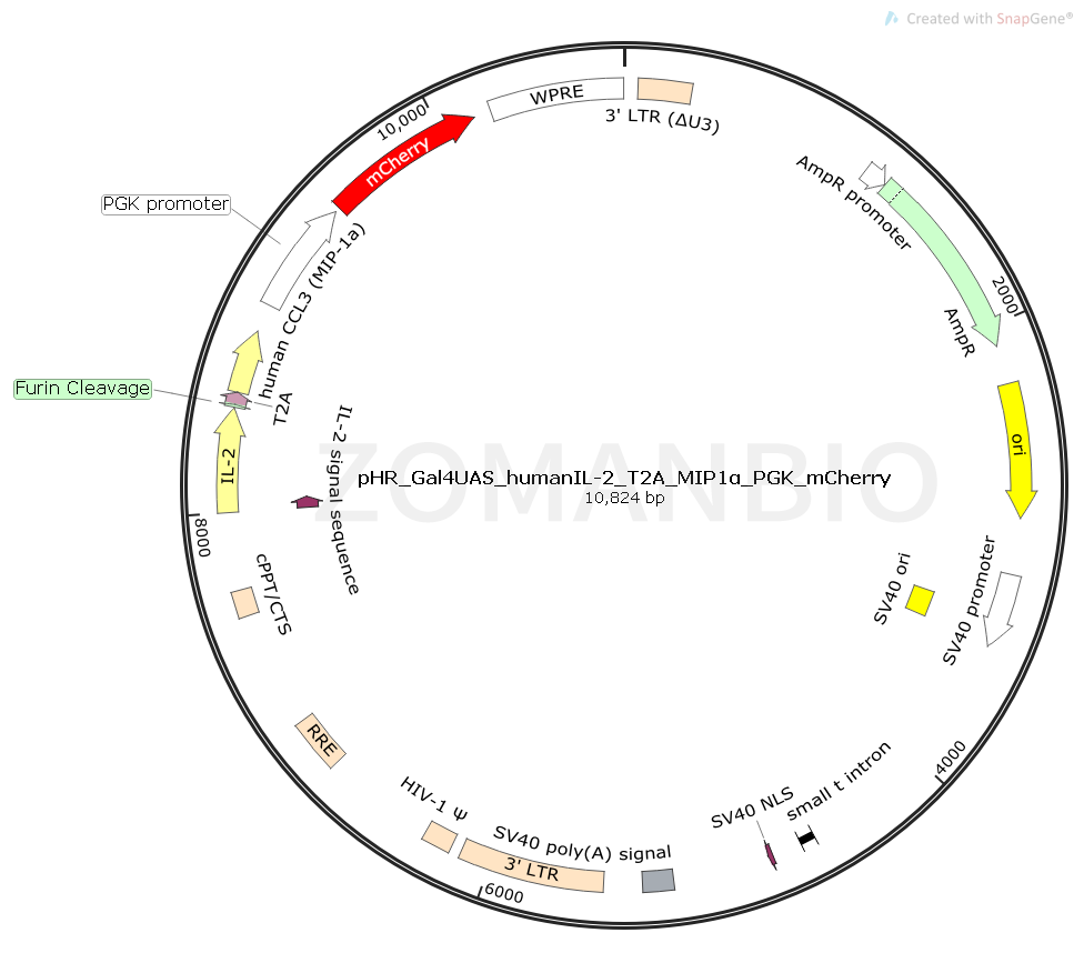 ZK1750 pHR_Gal4UAS_humanIL-2_T2A_MIP1α_PGK_mCherry.png