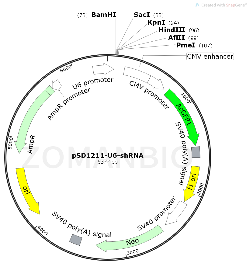 ZK1873 pSD1211-U6-shRNA.png