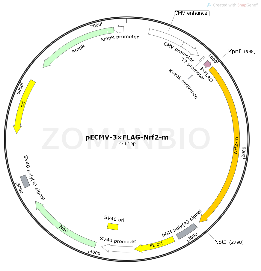 ZK2394 pECMV-3×Flag-Nrf2-m.png