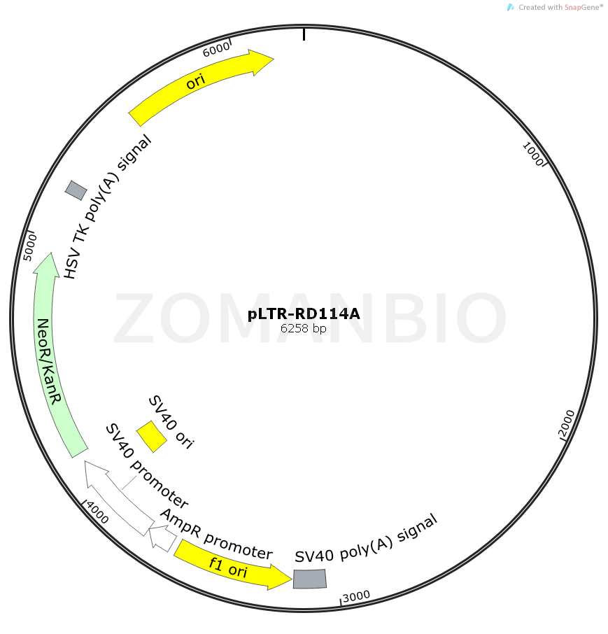 ZK2219 pLTR-RD114A.png